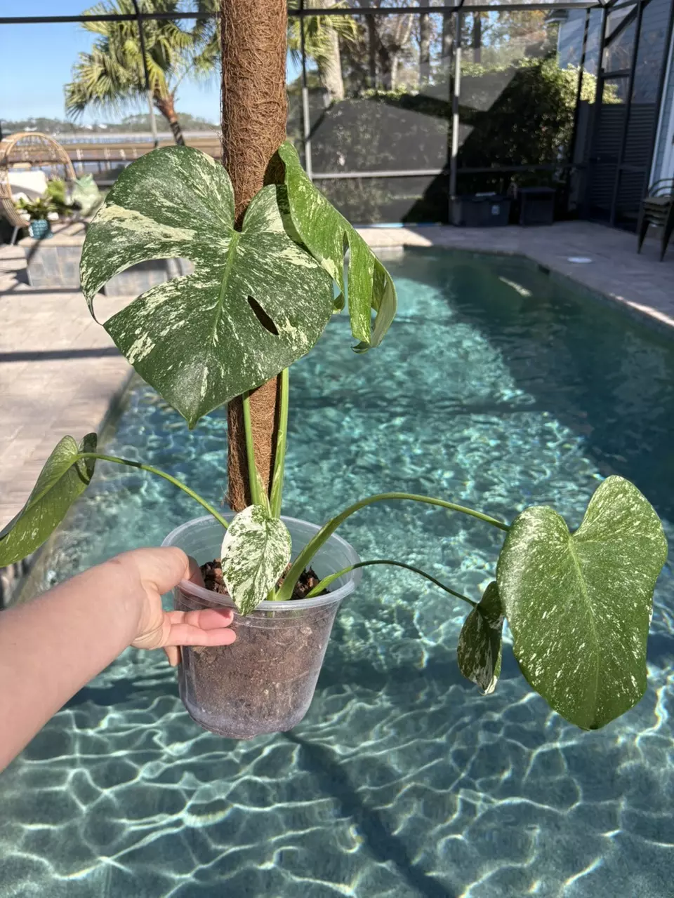 plant/Monstera Mint-1