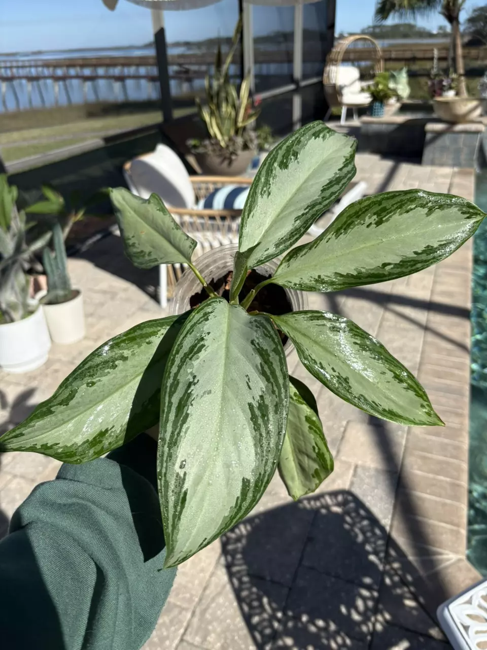 plant/Aglaonema Emerald Bay-0