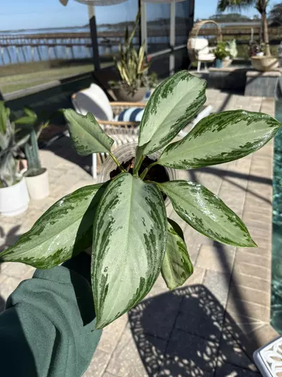 plant/Aglaonema Emerald Bay-0-thumbnail