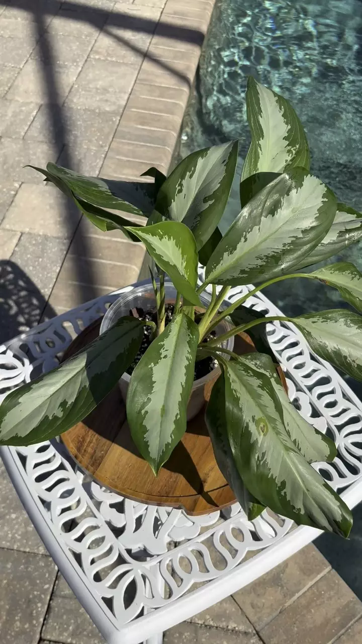 plant/Aglaonema Emerald Bay-1