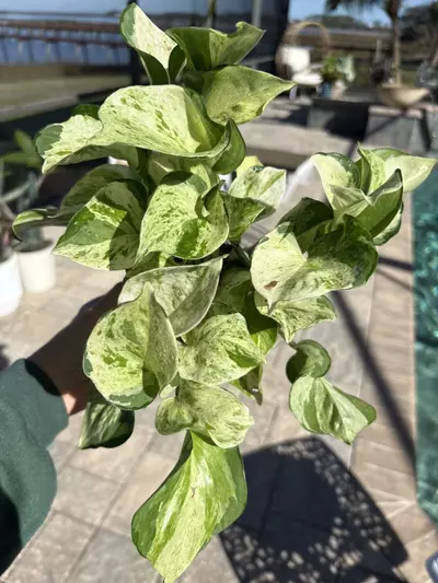 plant/Manjula Pothos-0-thumbnail