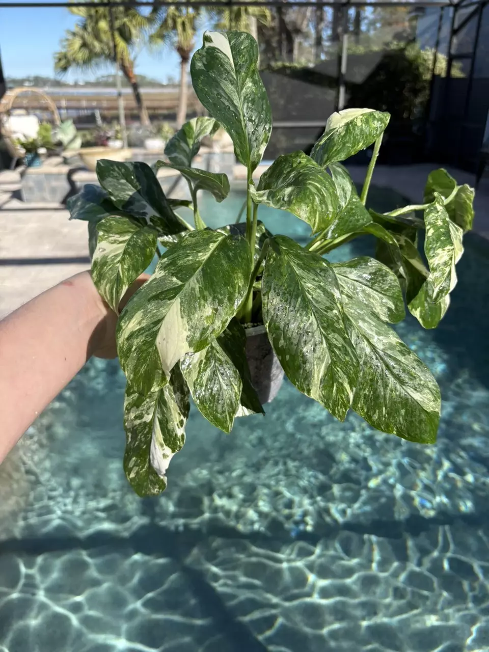 plant/Monstera Lechleriana Albo-0