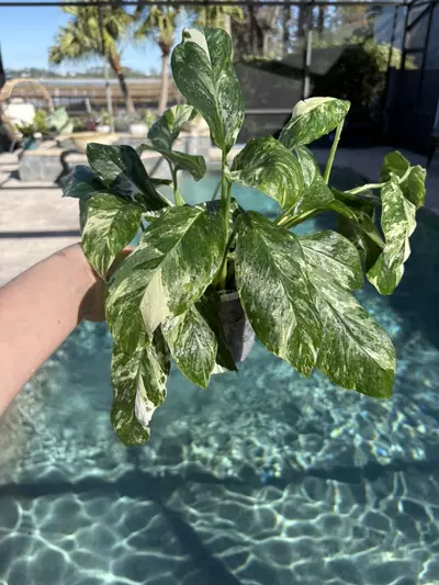 plant/Monstera Lechleriana Albo-0-thumbnail