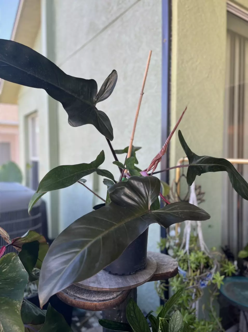 plant/Fl Bronze philodendron-0
