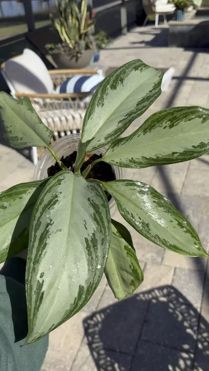 plant/Aglaonema Emerald Bay-1