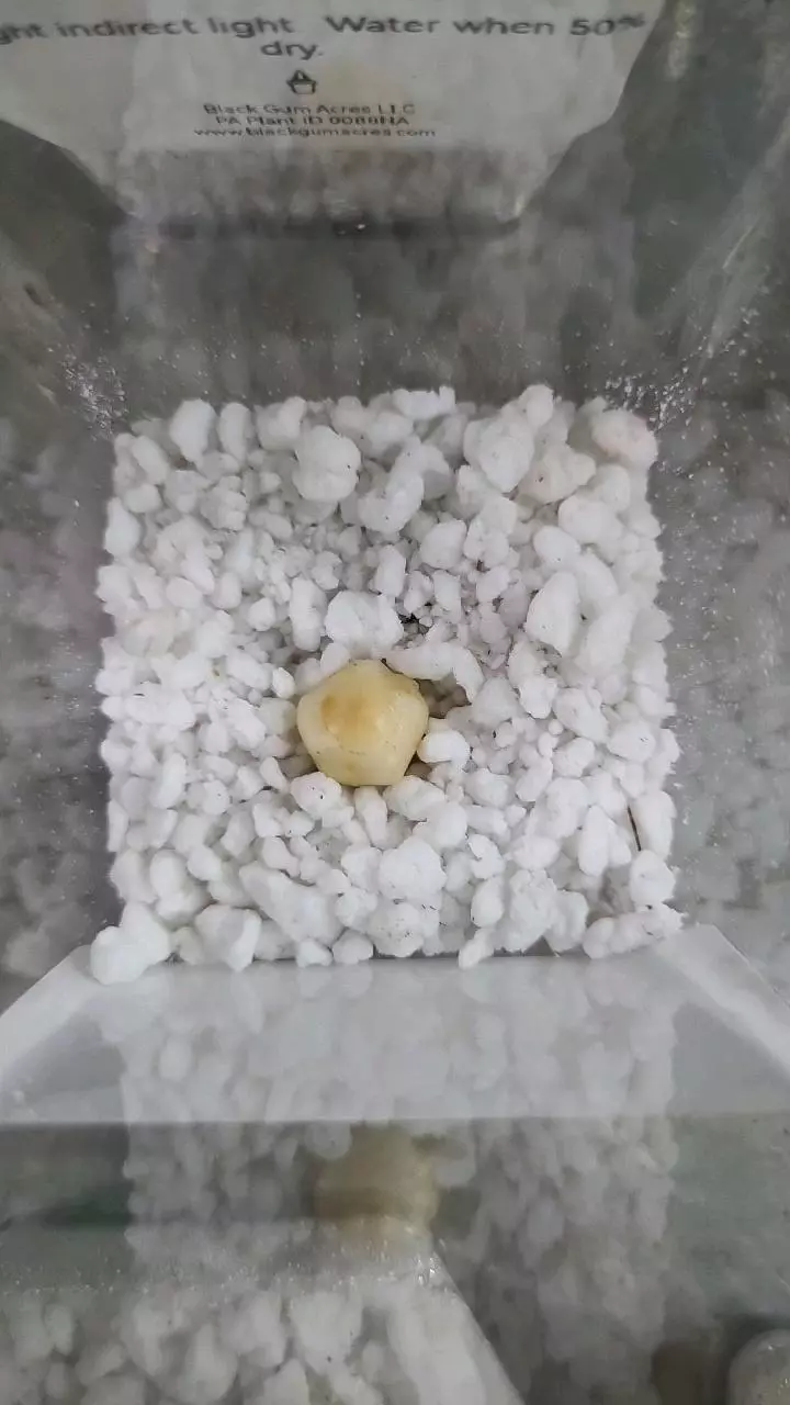 plant/Alocasia Scalprum Corm 12-085-0