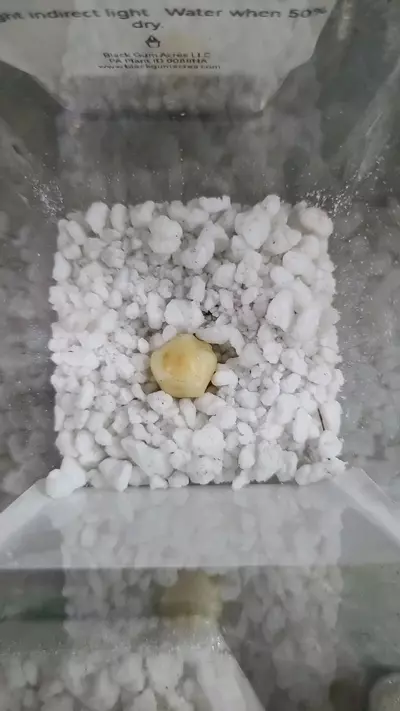 plant/Alocasia Scalprum Corm 12-085-0-thumbnail