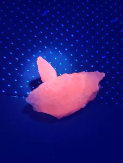 plant/🔮Calcite Specimen🔮-2-thumbnail