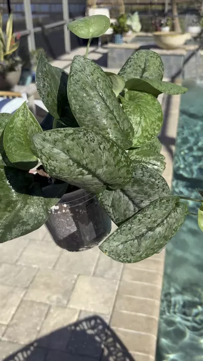 plant/Scindapsus Mt Salak-1-thumbnail