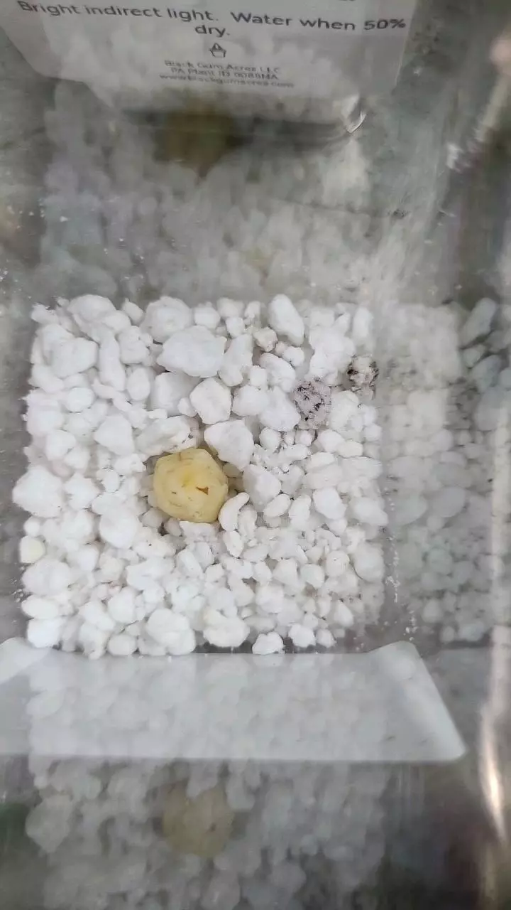 plant/Alocasia Scalprum Corm 12-091-0