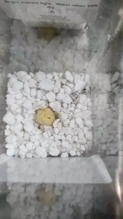 plant/Alocasia Scalprum Corm 12-091-0-thumbnail