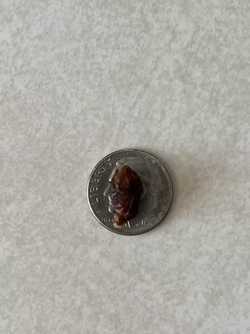 plant/True Albo Jacklyn Corm-1