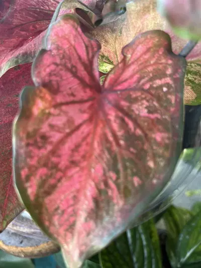plant/Caladium Hybrid assortment-4-thumbnail