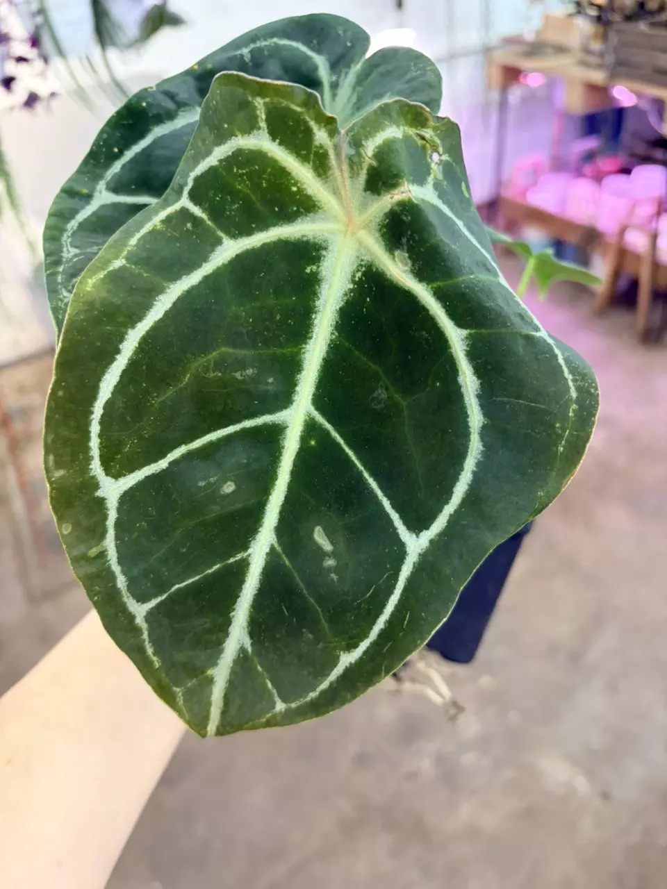 plant/Indoor plant anthurium hybrid easy to care-1