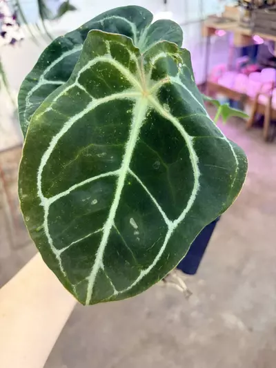 plant/Indoor plant anthurium hybrid easy to care-1-thumbnail