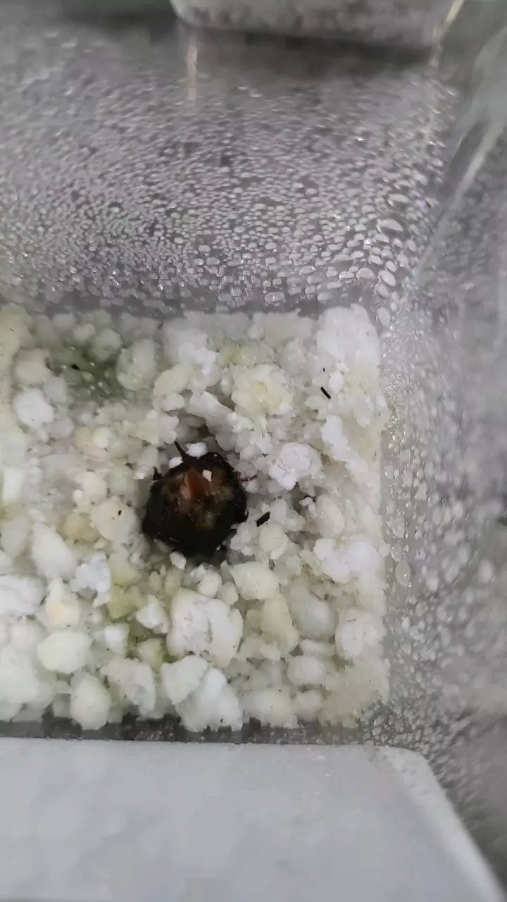 plant/Alocasia Polly Corm 12-089-0