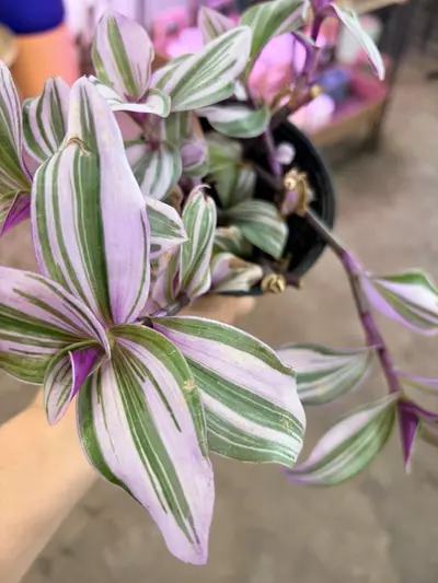 plant/Bubblegum 4” pot easy to care-2-thumbnail