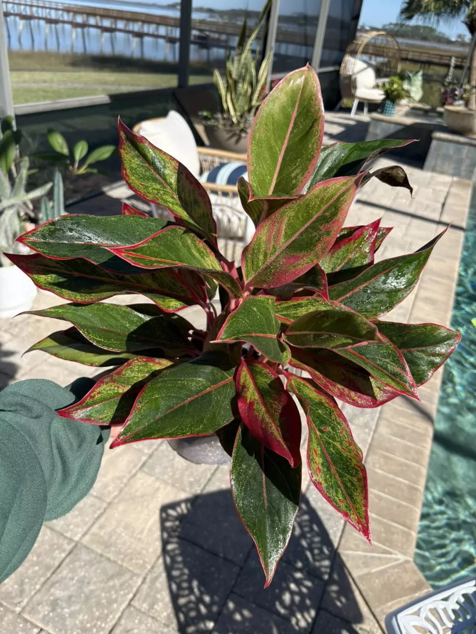 plant/Aglaonema Red Siam-0