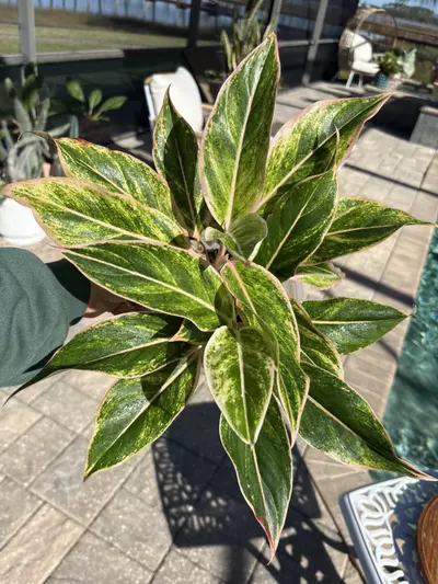 plant/Aglaonema Pink Aurora-0-thumbnail
