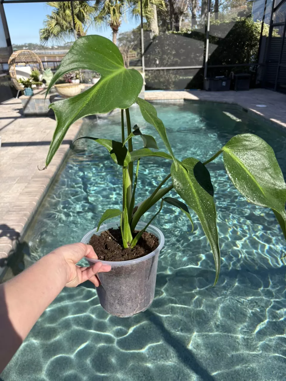 plant/Monstera Burle Marx Flame-0