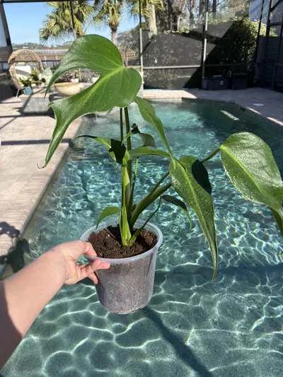 plant/Monstera Burle Marx Flame-0-thumbnail