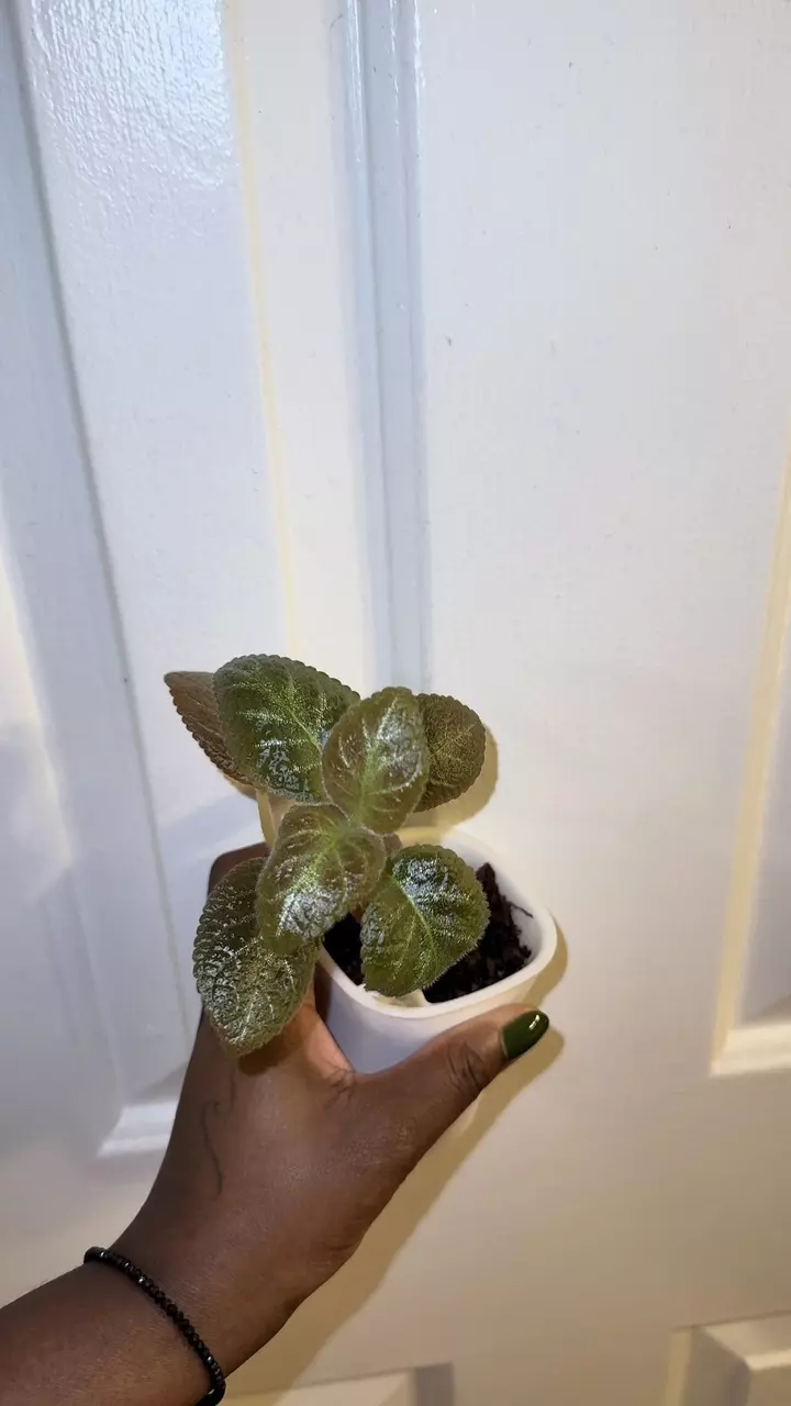 plant/Reverted Episcia Ember Lace-0