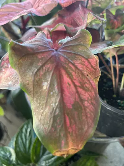 plant/Caladium Hybrid assortment-5-thumbnail