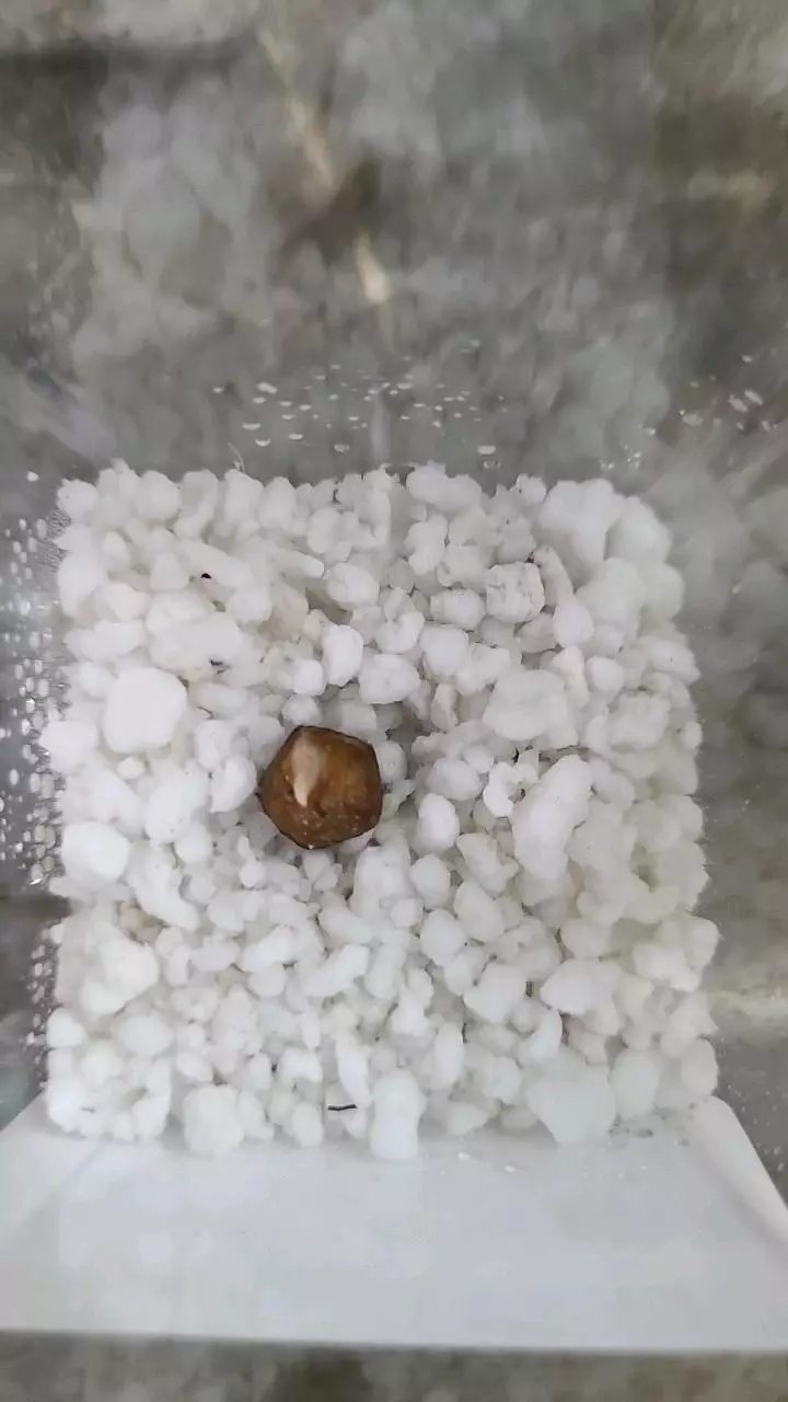 plant/Alocasia Polly Corm 12-087-0