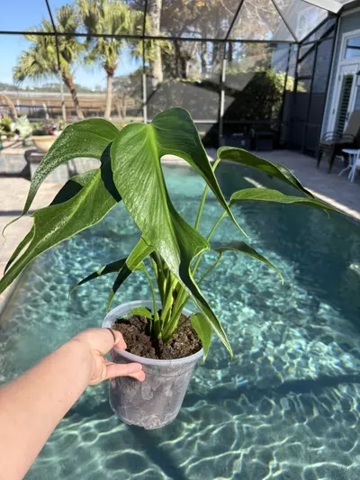 plant/Monstera Burle Marx Flame-0-thumbnail