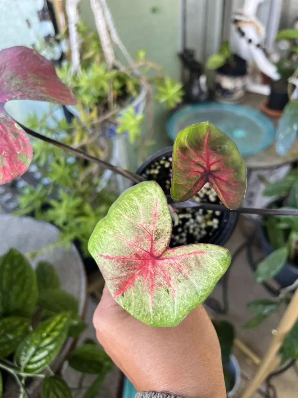 plant/Caladium Hybrid assortment-8