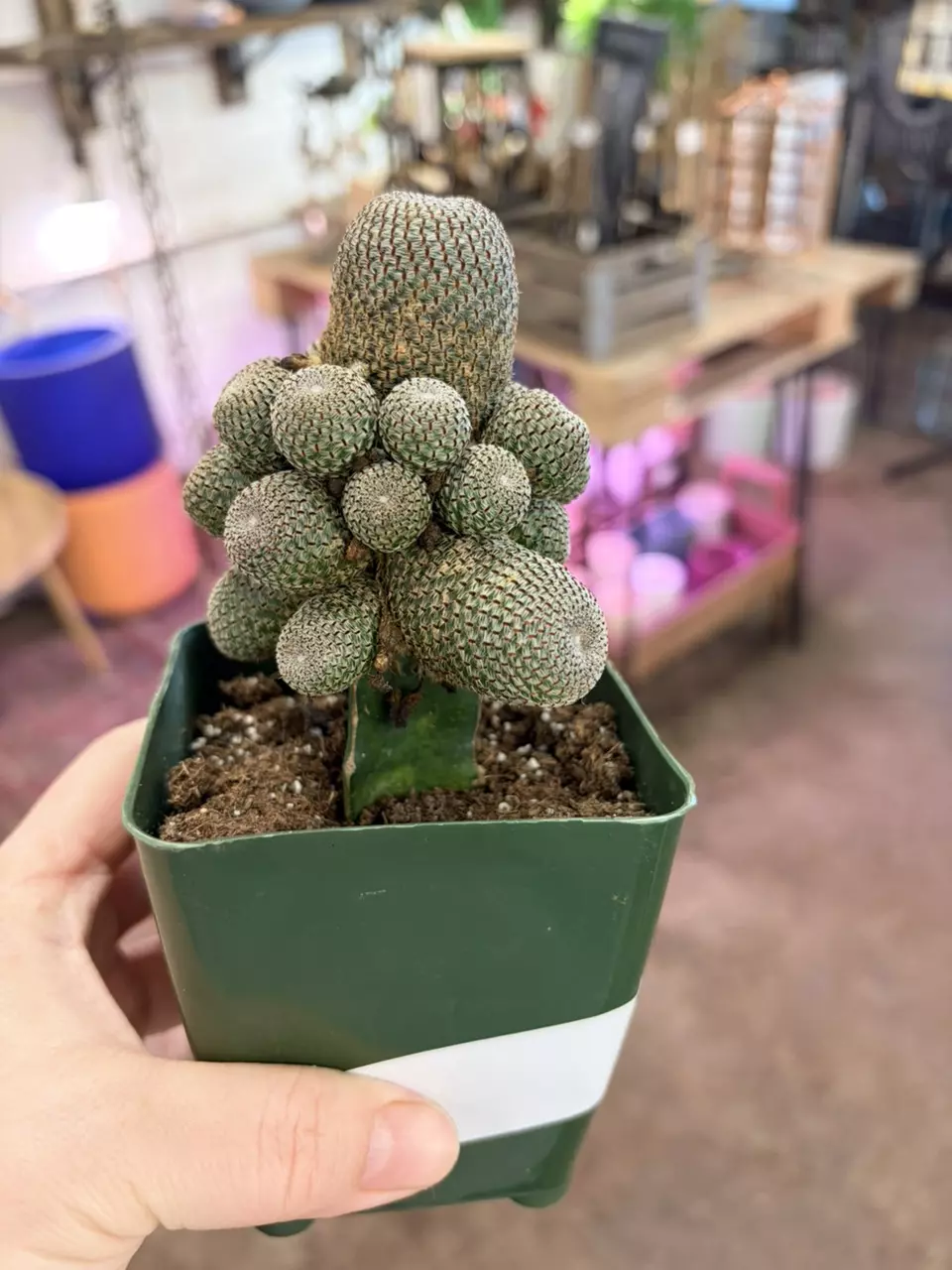 plant/Rare cactus indoor plant-0
