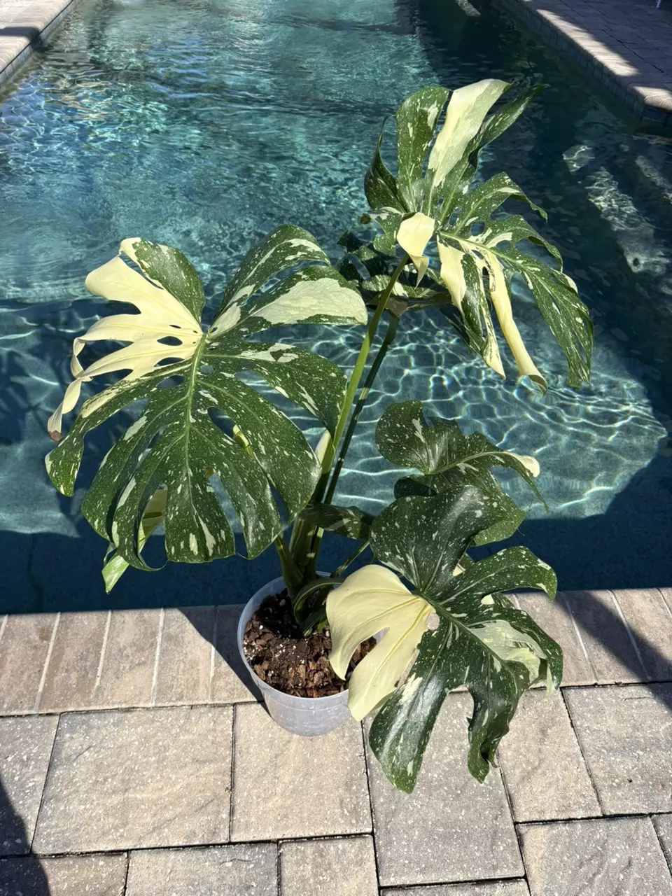 plant/Monstera Thai Constellation-0