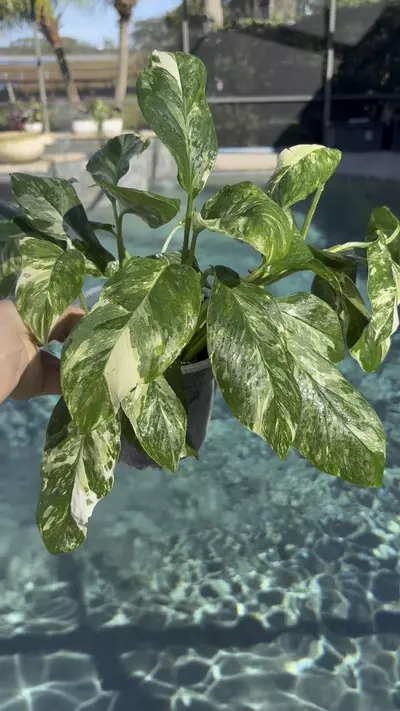 plant/Monstera Lechleriana Albo-1-thumbnail