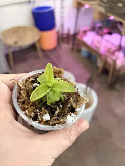 plant/Butterwort 3” pot soil carnivorous houseplants-0-thumbnail