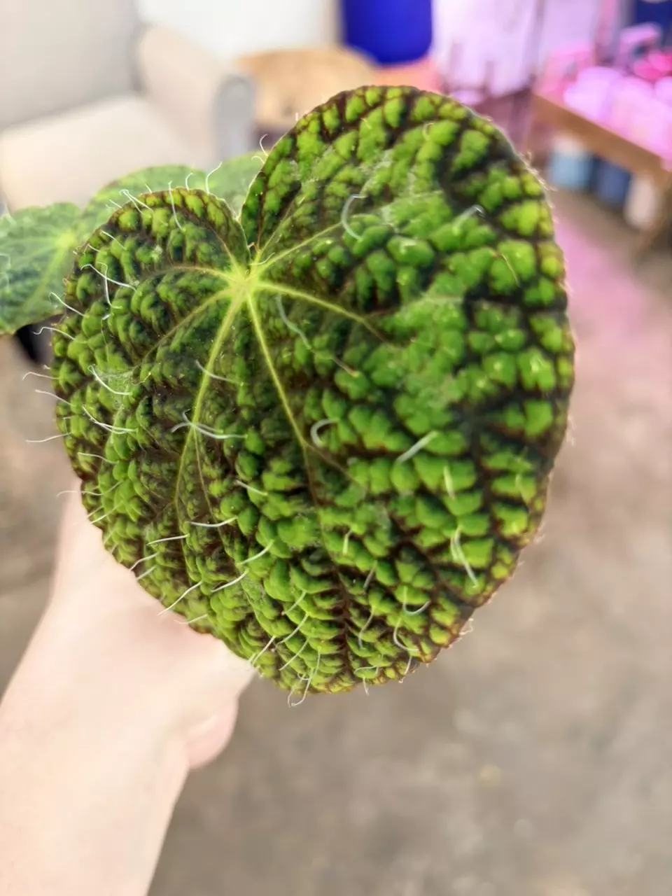 plant/Rare houseplant begonia longiciliata sizemoreal 3” pot-1