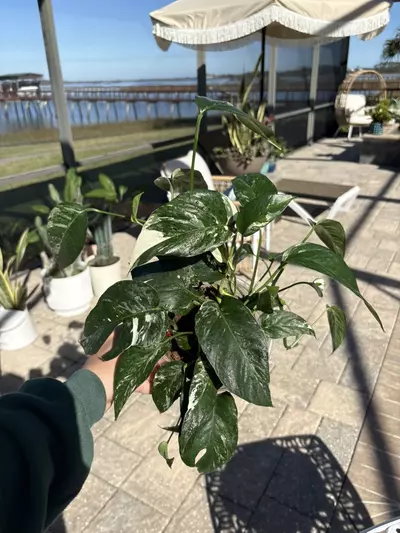 plant/Epi Albo-0-thumbnail