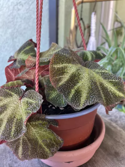 plant/Soli-Mutata Begonia-2-thumbnail