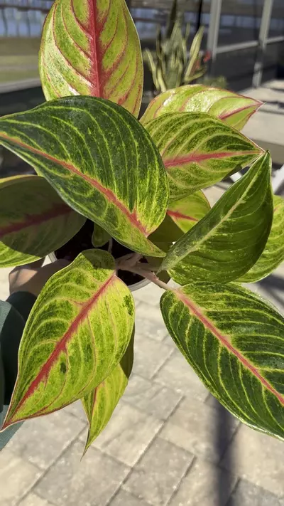 plant/Aglaonema Golden Papaya-1-thumbnail