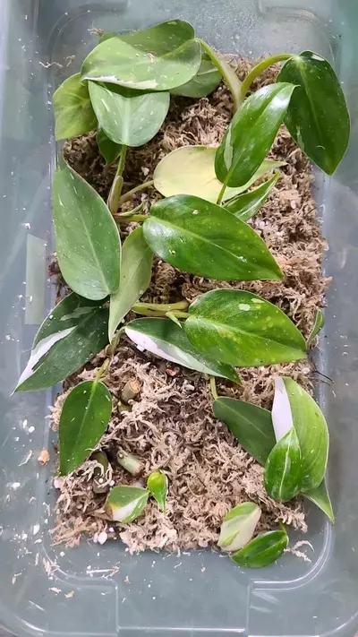 plant/White Princess Alocasia Top Cut LIGHTLY ROOTED GROWER'S CHOICE-0-thumbnail