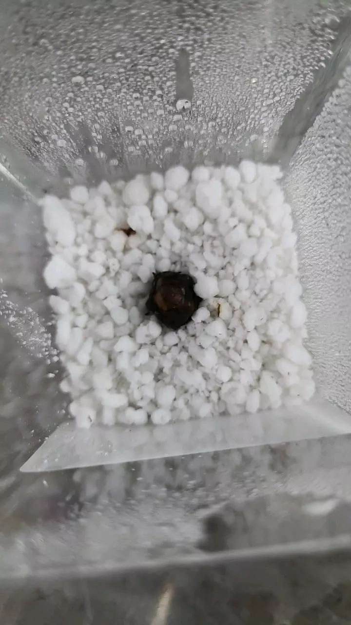 plant/Pink Dragon Alocasia Corm 12-090-0