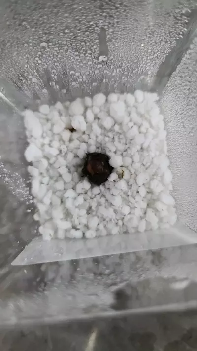 plant/Pink Dragon Alocasia Corm 12-090-0-thumbnail