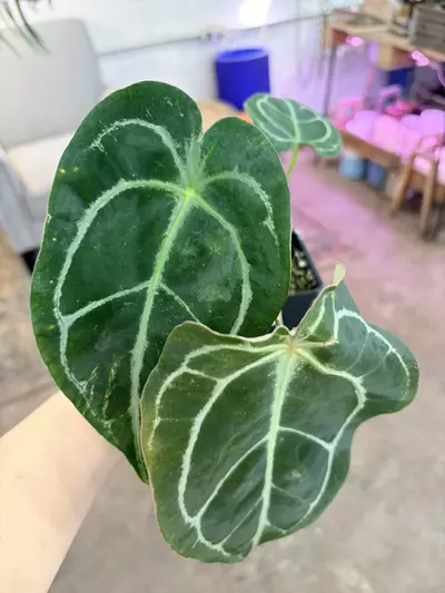 plant/Indoor plant anthurium hybrid easy to care-0-thumbnail