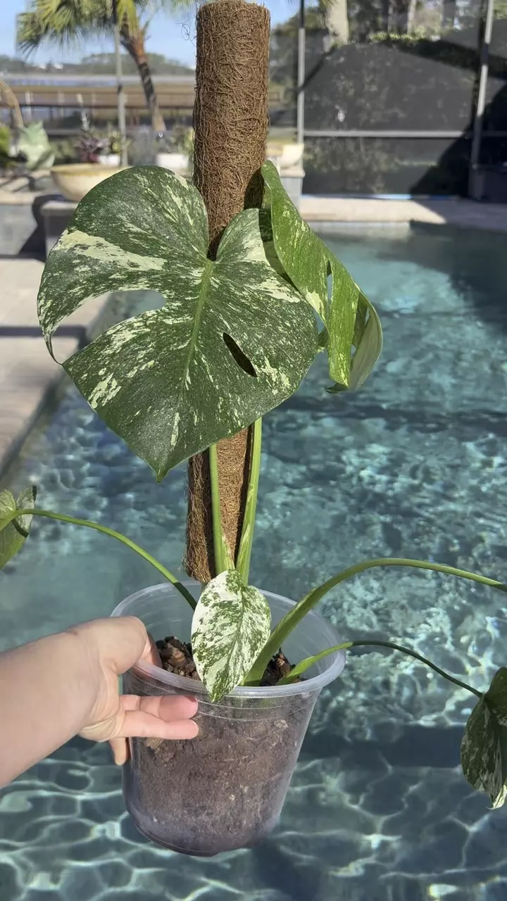 plant/Monstera Mint-2