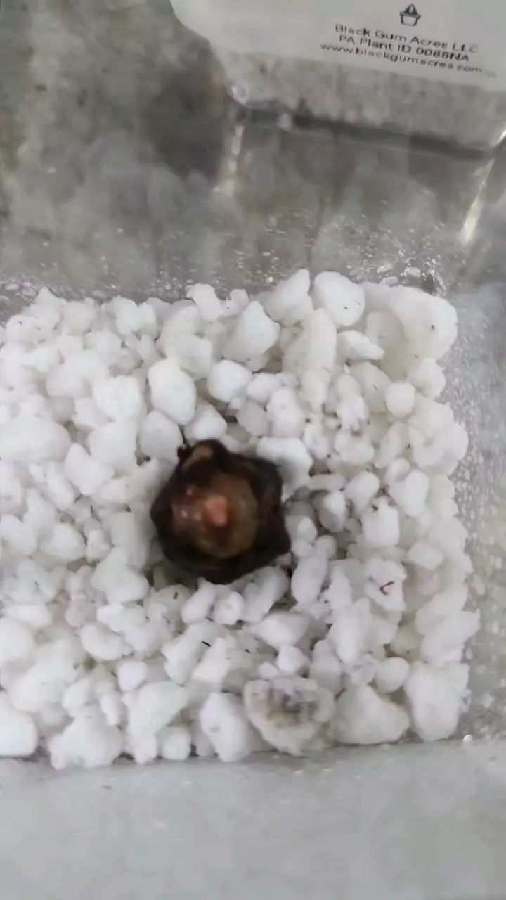 plant/Alocasia Polly Corm 12-086-0