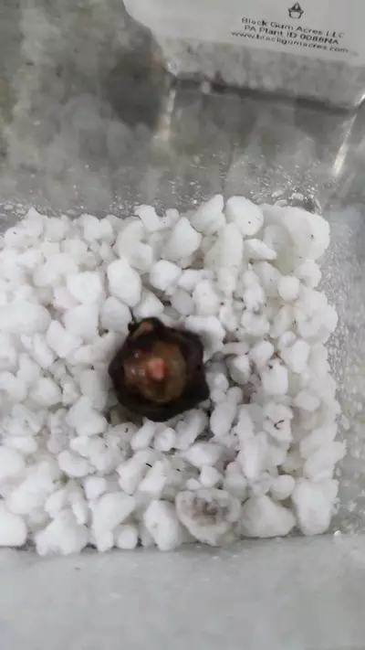 plant/Alocasia Polly Corm 12-086-0-thumbnail