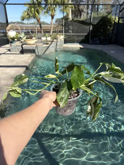 plant/Monstera Lechleriana Albo-0-thumbnail