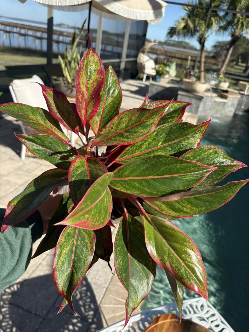 plant/Aglaonema Red Siam-0