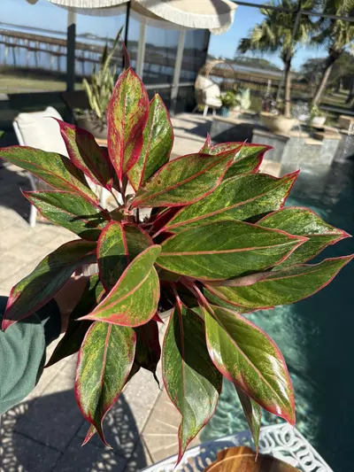 plant/Aglaonema Red Siam-0-thumbnail