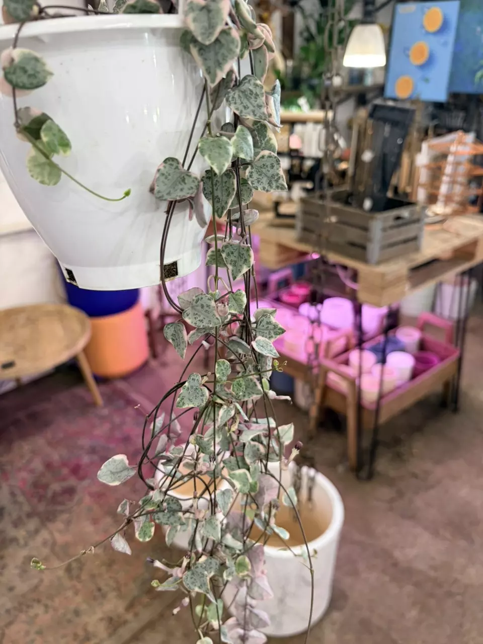 plant/Rare indoor plant string of hearts pink variegation 5” hanging basket-0