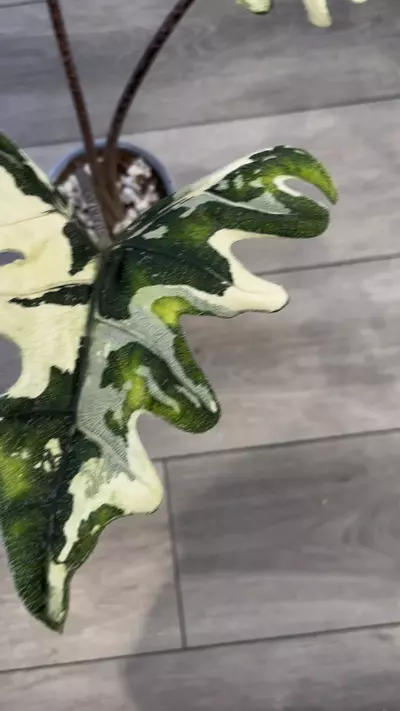 plant/True Albo Jacklyn Corm-0-thumbnail